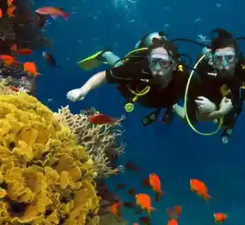Scuba diver exploring a vibrant coral reef.