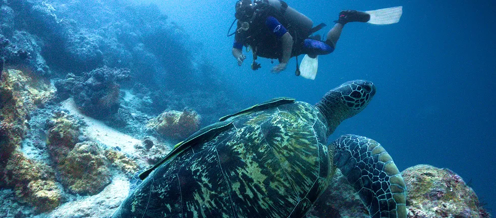 scuba diver with turtle