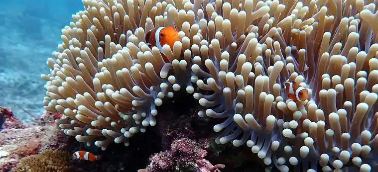 Brothers, Daedalus & Elphinstone image