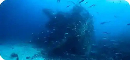 Brothers, Daedalus & Elphinstone image