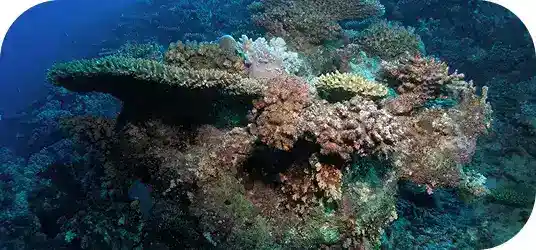 Brothers, Daedalus & Elphinstone image