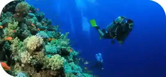 Brothers, Daedalus & Elphinstone image