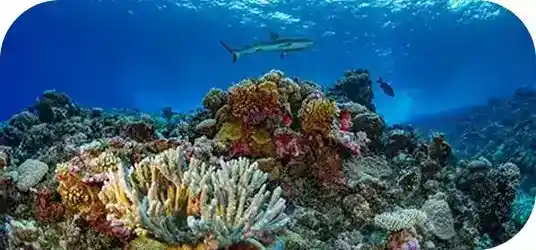 Brothers, Daedalus & Elphinstone image