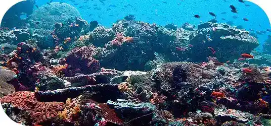 Brothers, Daedalus & Elphinstone image