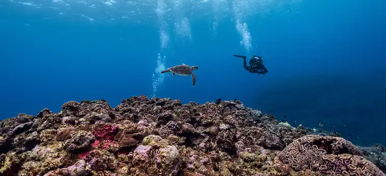 Brothers, Daedalus & Elphinstone image