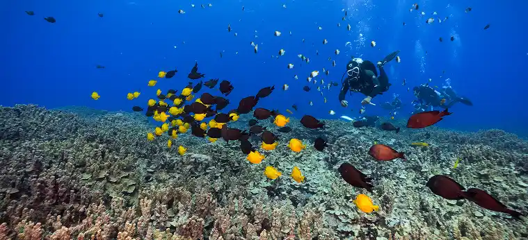 Brothers, Daedalus & Elphinstone image