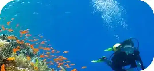 Brothers, Daedalus & Elphinstone image