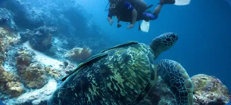 Brothers, Daedalus & Elphinstone image