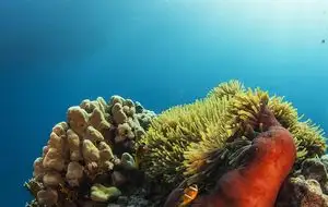 A school of colorful fish swimming near a coral reef.
