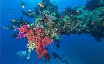 A large sea turtle swimming gracefully underwater.