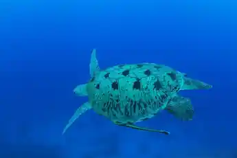 Divers exploring a vibrant coral reef on a trip to the North Reefs.